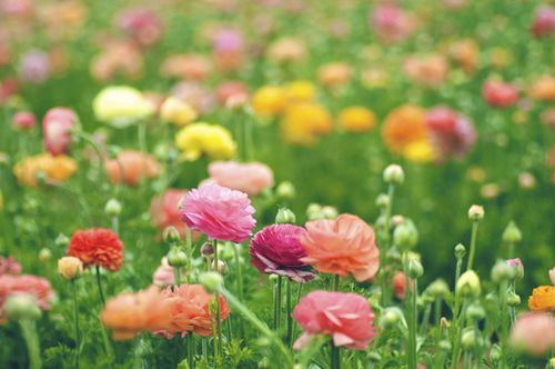 �����ж�����ǽ�赲���ܻ���һ����������������� (5)