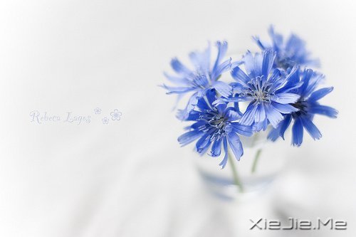 ������һ�ױ��������ĸ裬���Ƕ����Ǹ�������� (2)