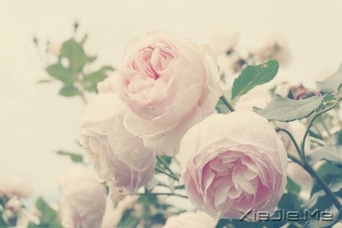 想追求什么,就去努力吧 (4)