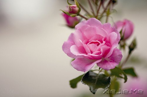 路过青春一阵子,记忆里搁浅一辈子 (5)