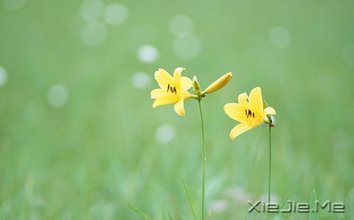 生命如途,走过才知深浅 (1)