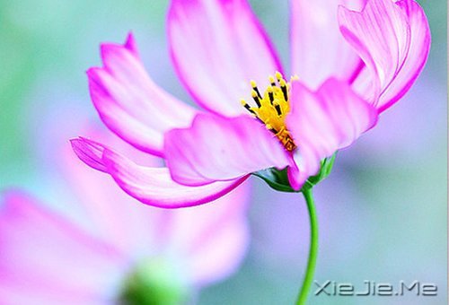 ��������ĸ��ӣ���������Թ� (1)