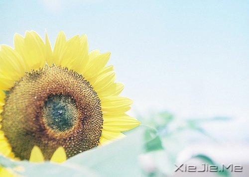 晚安心语:人生最美还是淡然 (4)