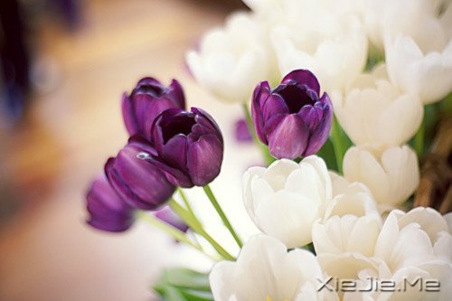 晚安心语:遇见,就是幸福 (6)