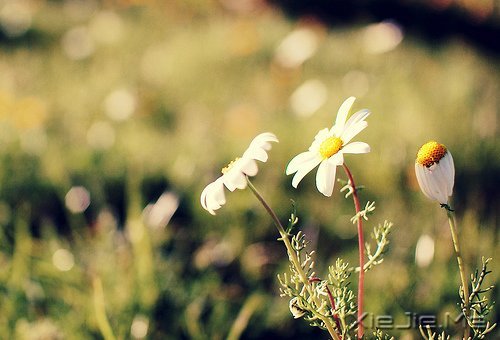 早安心语:时间会咬人,你不走就会满身伤痕 (8)