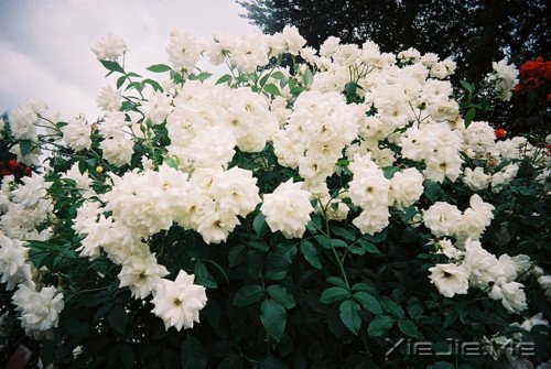 ͯ��δ������һ��ֵ�ý��������� (5)