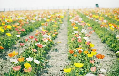 早安心语:生活总会给你另一个机会,这个机会叫明天 (4)