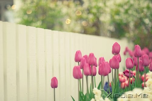 晚安心语:不要为旧的悲伤,浪费新的眼泪 (5)