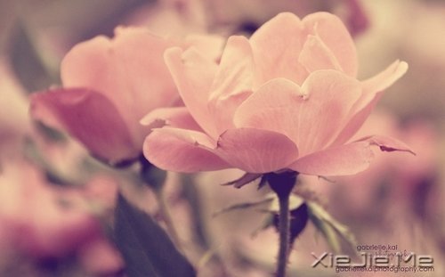 生活不过如此,流着眼泪也要吃下肉