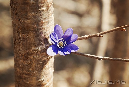 ���֣���ζ������ҩ (4)